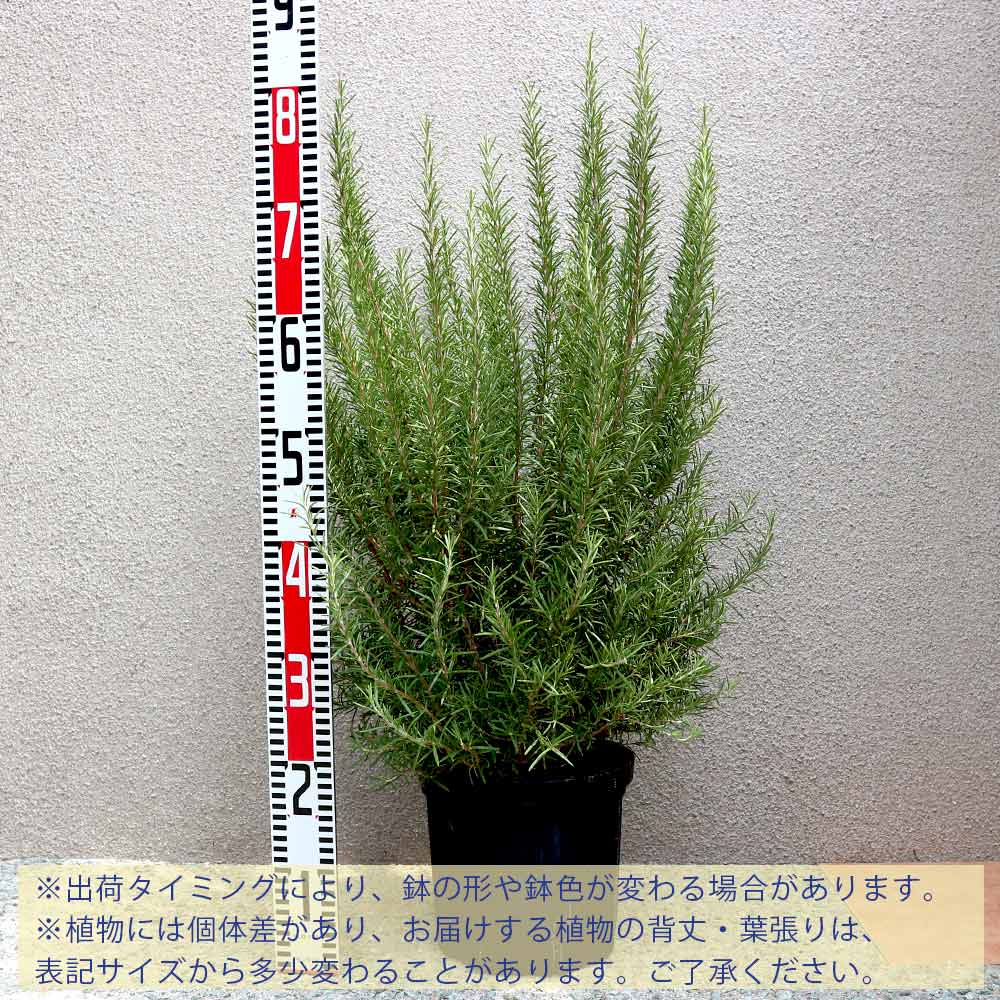 ローズマリー マリンブルー【ハーブ苗 7号鉢／1個】｜ 【植物の