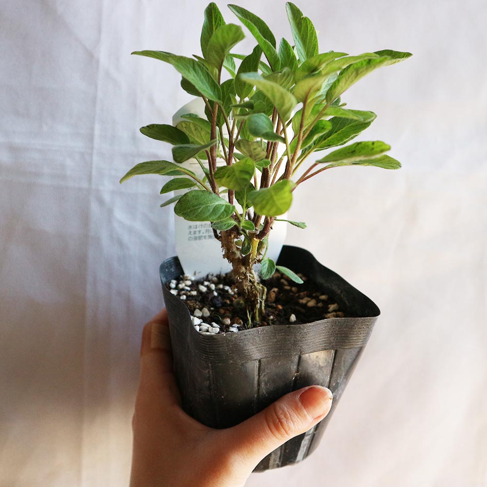 ペピーノ【果樹苗 10.5cmポット実生苗／1個】｜ 【植物のITANSE