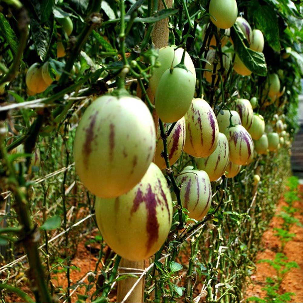 ペピーノ　苗　果実　沖縄フルーツ　植物・果樹・食用 ペピーノ 苗 果実 沖縄フルーツ 植物・果樹・食用 楽天市場】ペピーノ