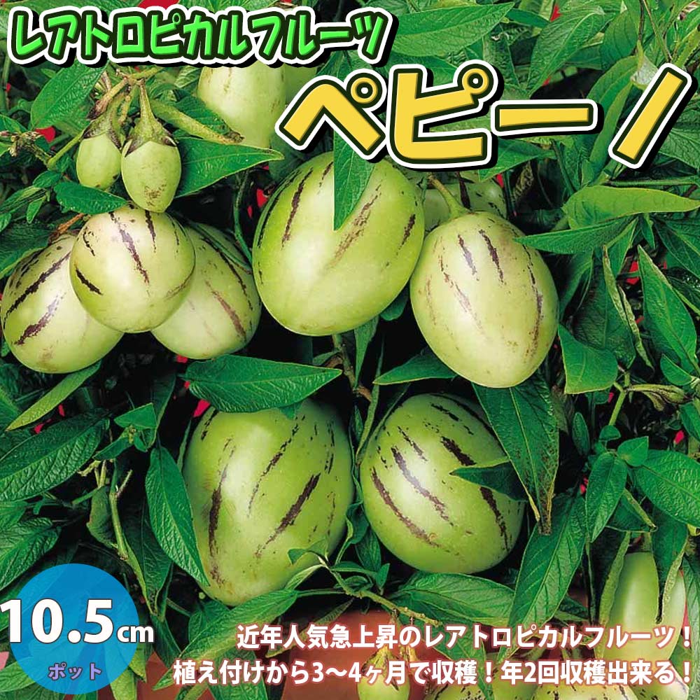 ペピーノ【果樹苗 10.5cmポット実生苗／1個】｜ 【植物のITANSE