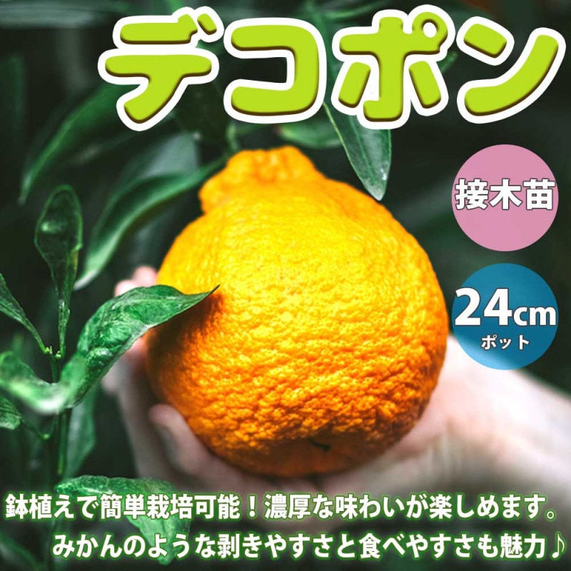デコポンの苗木 不知火【果樹苗 1～2年生 接木苗12～15cmポット／1個