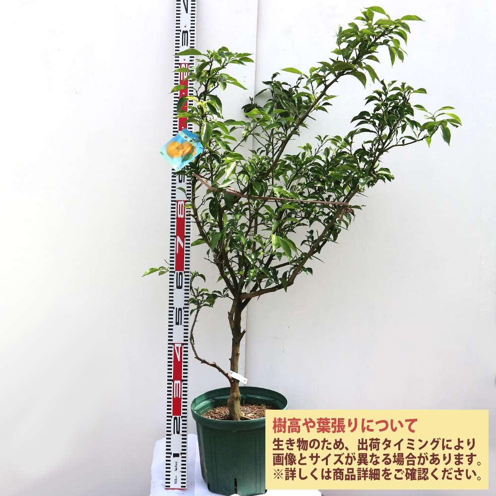 ご予約品！購入注意花柚子 3年生 接木苗 実付き 大苗
