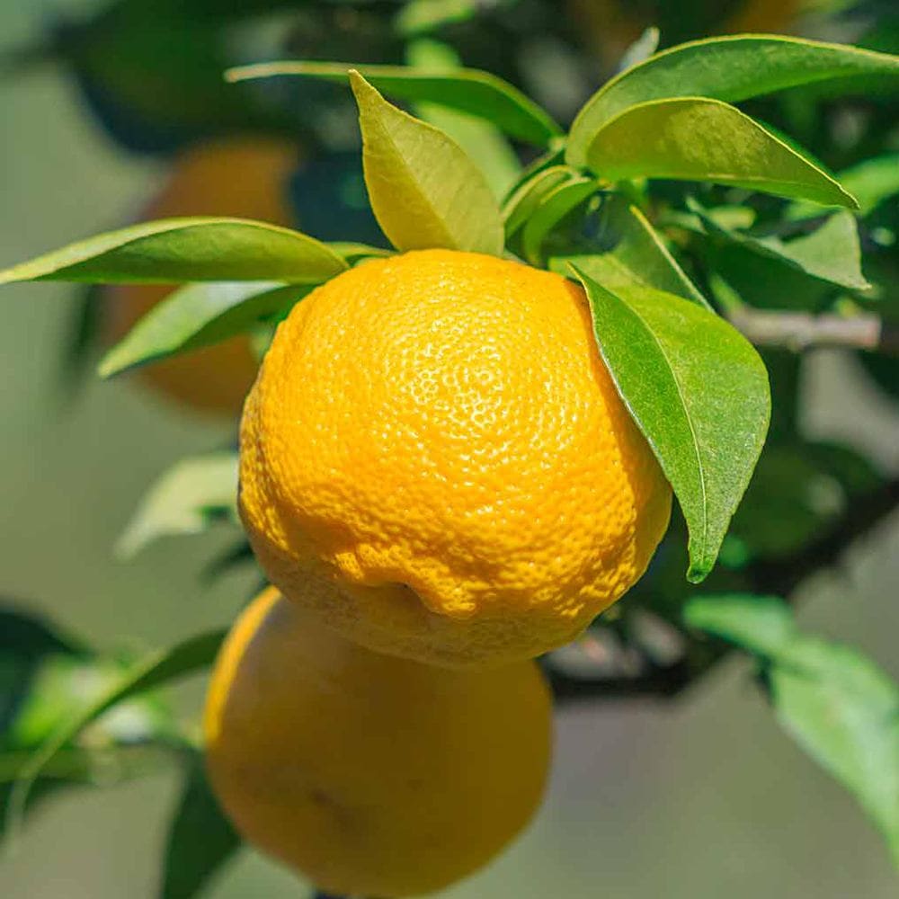 本ゆずの苗木【果樹苗 3年生 接木苗21cmポット／1個】｜ 【植物の