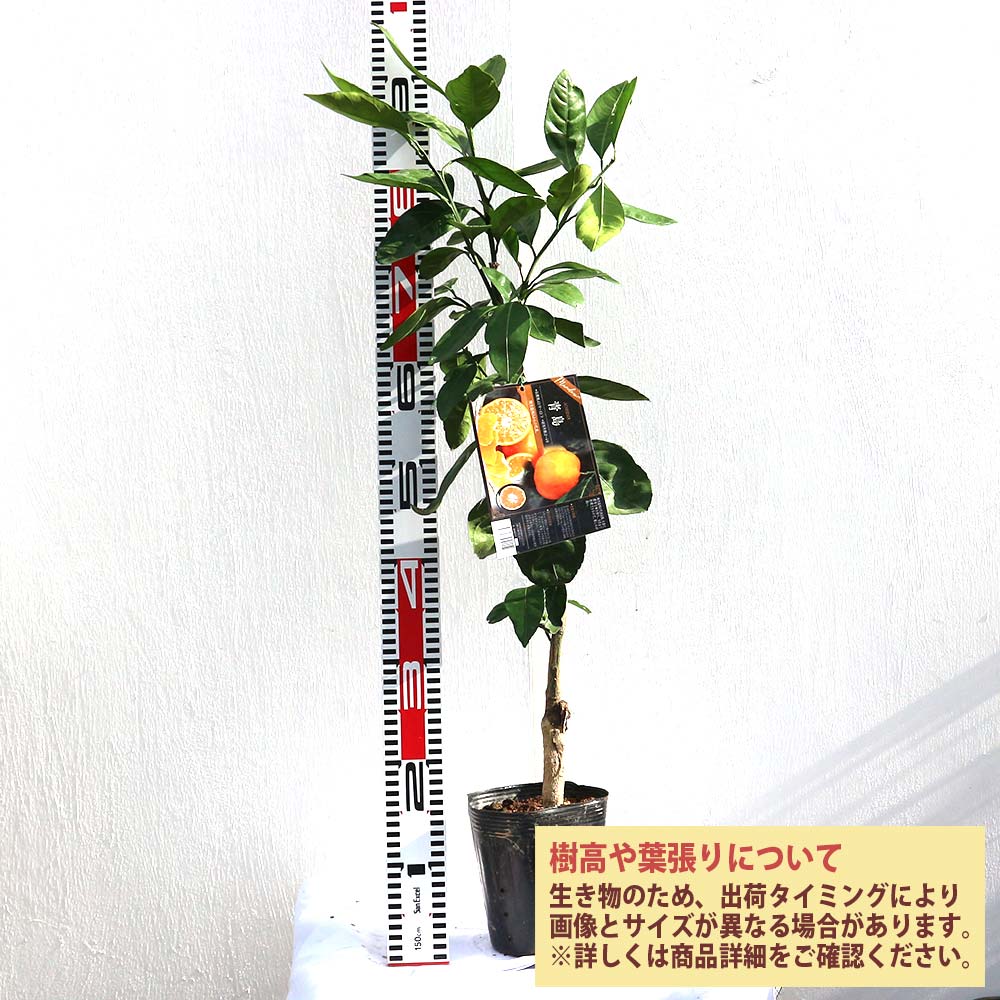 無農薬 青島蜜柑の苗木 特大株 果樹（土方果樹園 l 【公式
