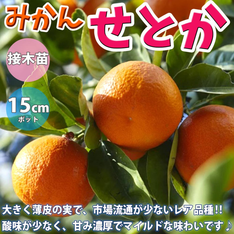 みかんの苗 小原紅早生(おばらべにわせ)【果樹苗／15cmポット接木苗