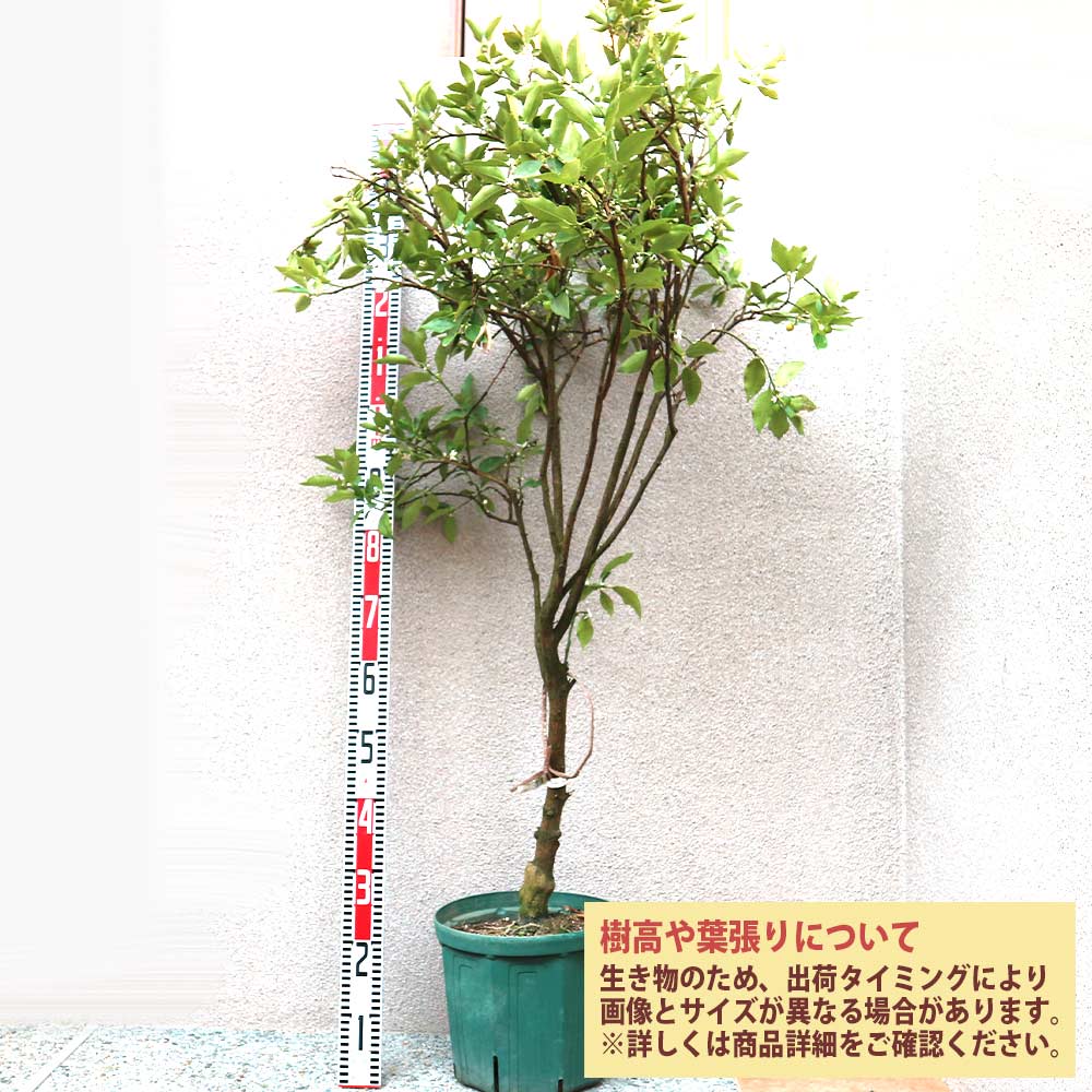 金柑の苗木 ぷちまる【果樹苗 3年生 接木苗24cmポット／1個】｜ 【植物