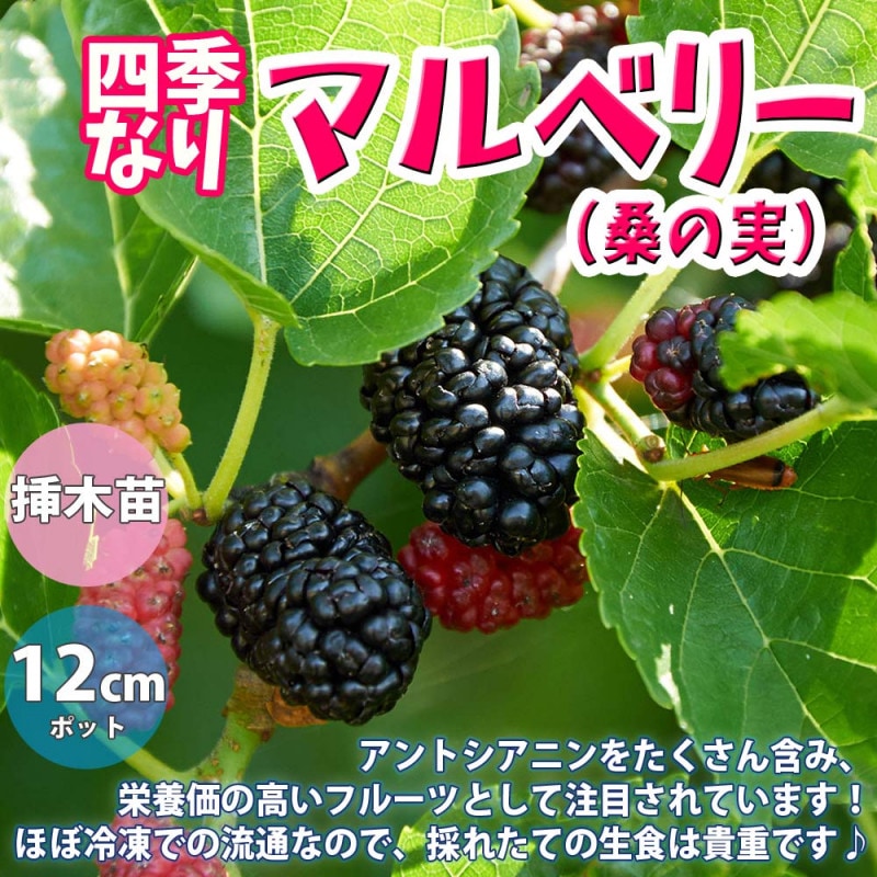 マルベリー(桑の木) USA 【果樹の苗木 5号鉢／1個売り