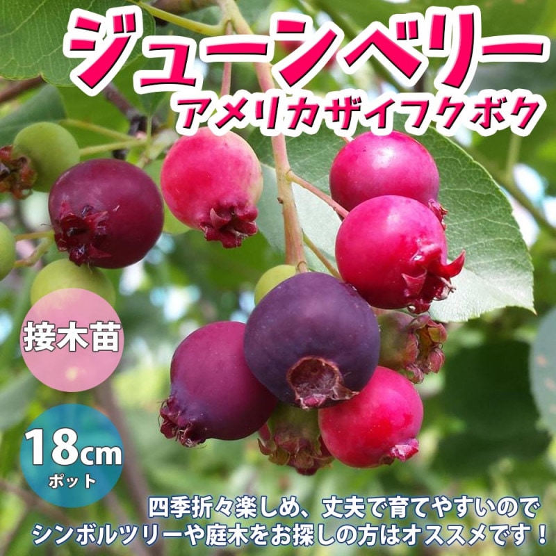 グレープフルーツの苗木 【果樹の苗木 4.5号／1個売り