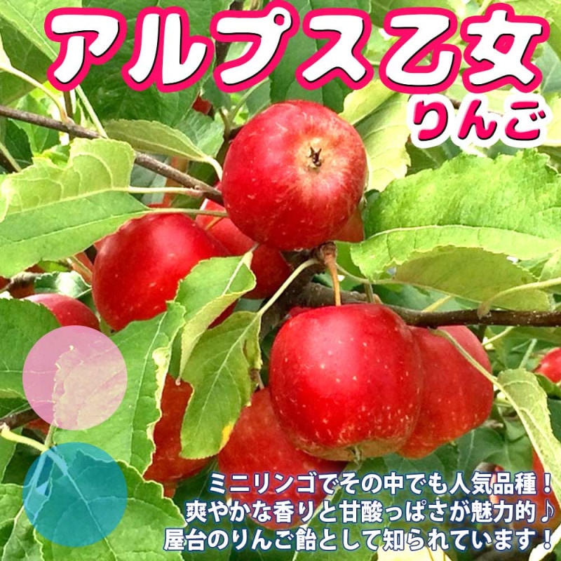 りんご  楽天市場】ニュージーランド産 JAZZりんご(品種:サイフレッシュ) 約2.6