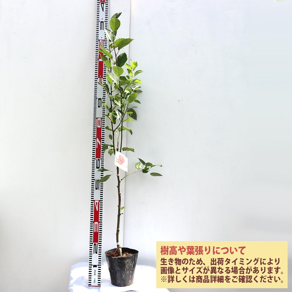 りんごの苗木 アルプス乙女【果樹苗 2年生 接木苗15cmポット／1