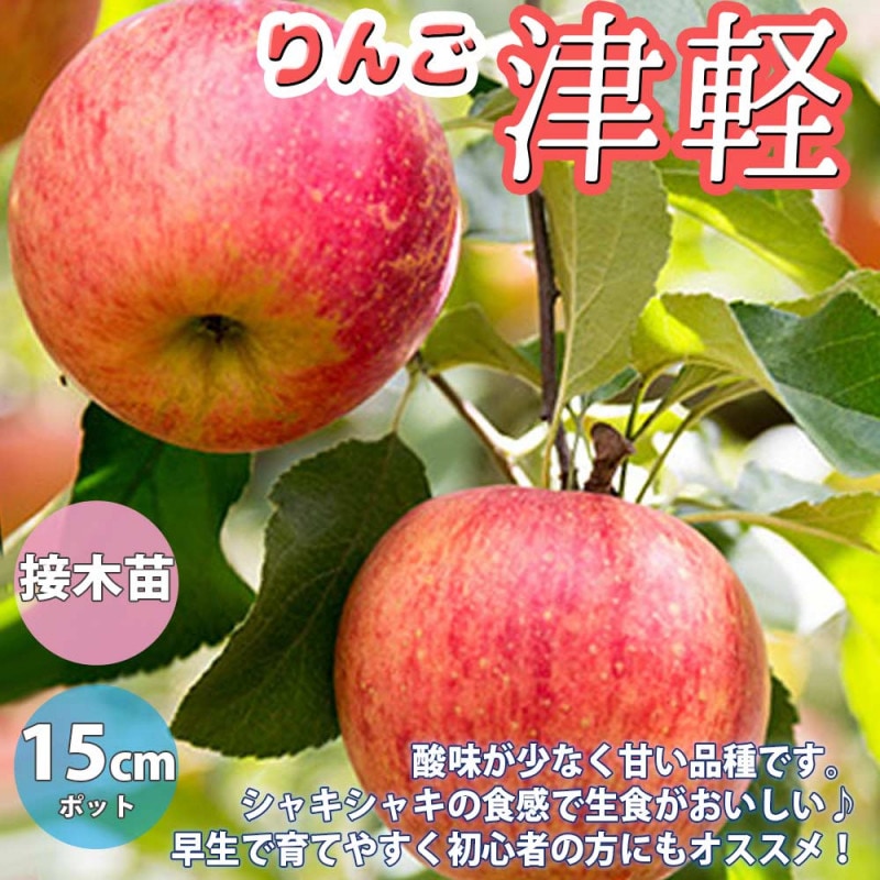 りんごの苗木 王林【果樹の苗木 4～5号ポット／1個売り】｜ 【植物の