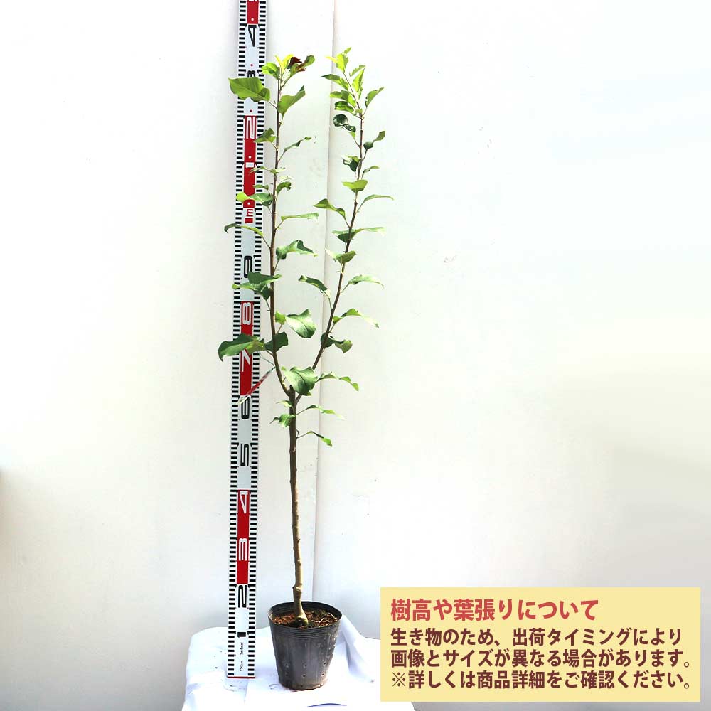 りんごの苗木 津軽【果樹苗 2年生 接木苗15cmポット／1個