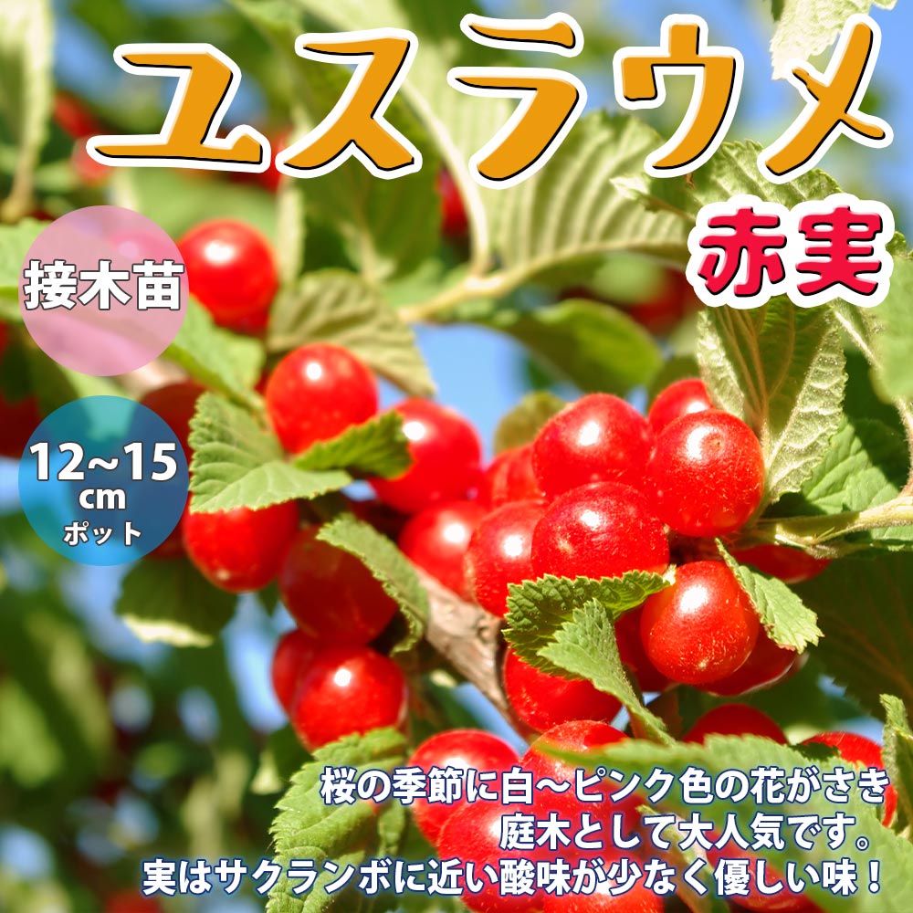 ユスラウメ 6.0号 接木苗 ユスラウメ 6.0号 接木苗 ユスラウメ 6.0号