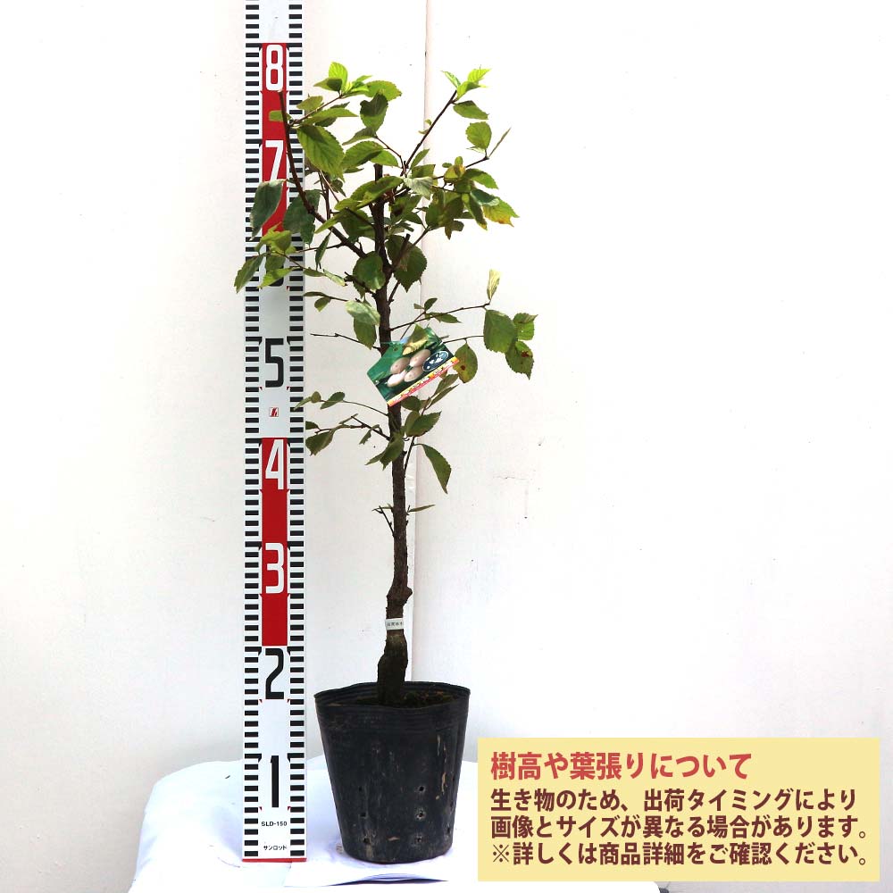ユスラウメの苗木 白実【果樹苗／12～15cmポット接木苗／1個