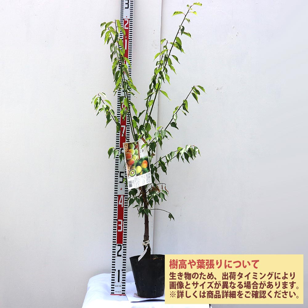 梅の苗木 南高【果樹苗 2年生 接木苗15cmポット／1個】｜ 【植物の