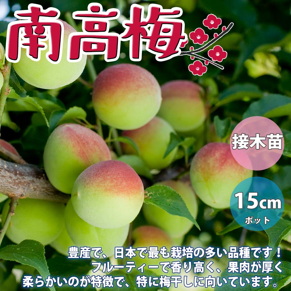 梅の苗木 南高【果樹苗 2年生 接木苗15cmポット／1個】｜ 【植物