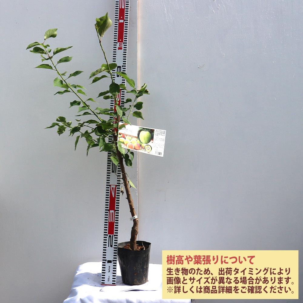 梅の苗木 豊後　大苗高さ約120センチ　四年生 豊後梅の木 約1.7m 現品発送 特大株 ぶんご梅 植木 苗木 大苗 大実梅