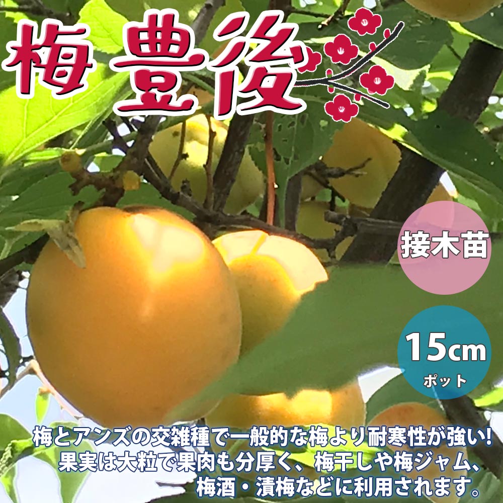 梅　豊後　苗　結実実績有 000000063025-03-l.jpg?t=