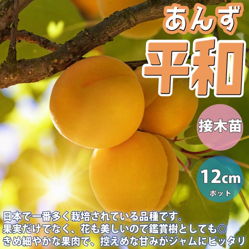 すもも／あんず｜【植物のITANSE】全品送料無料・即出荷!