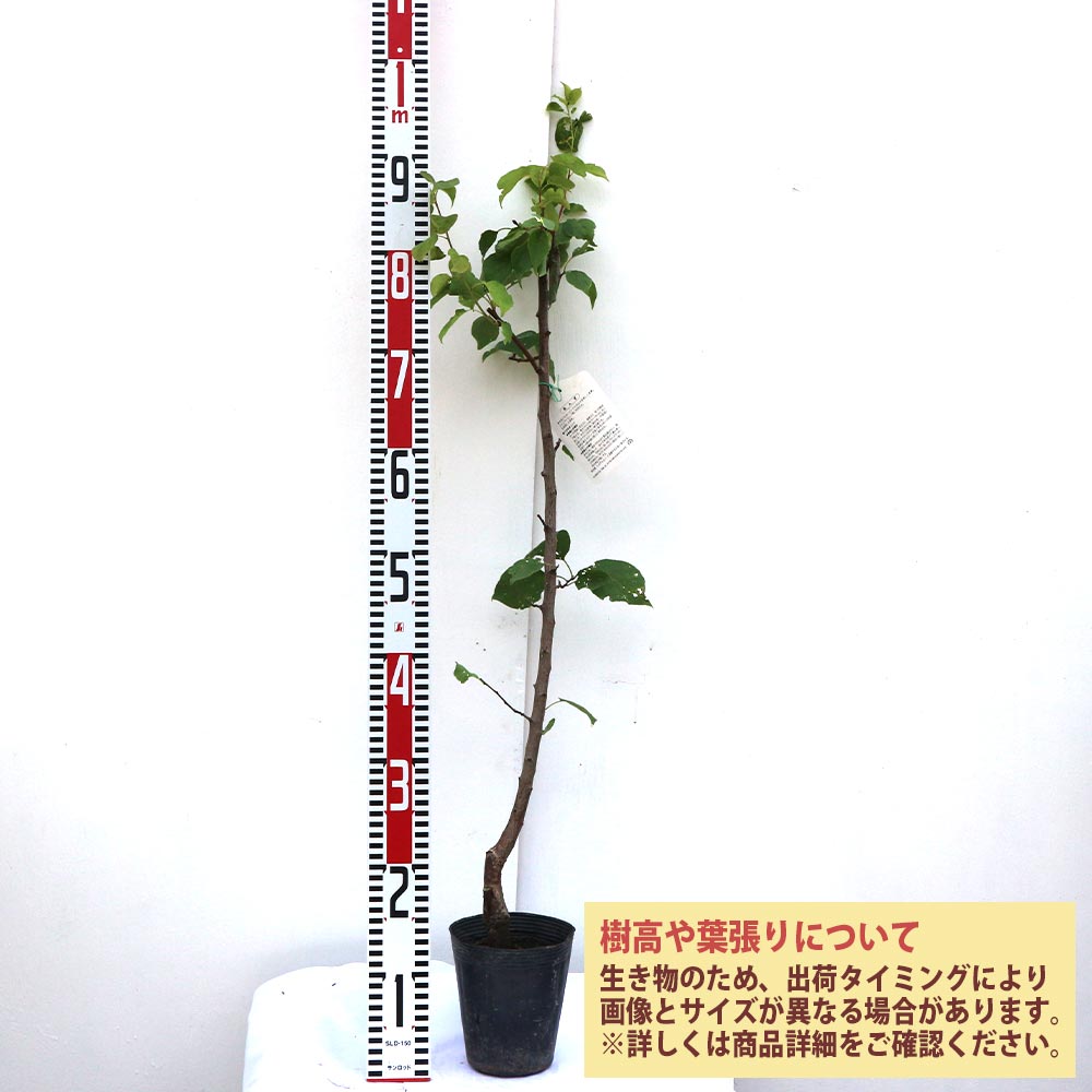 アンズの苗木 平和【果樹苗／12cmポット接木苗／1個】｜ 【植物の