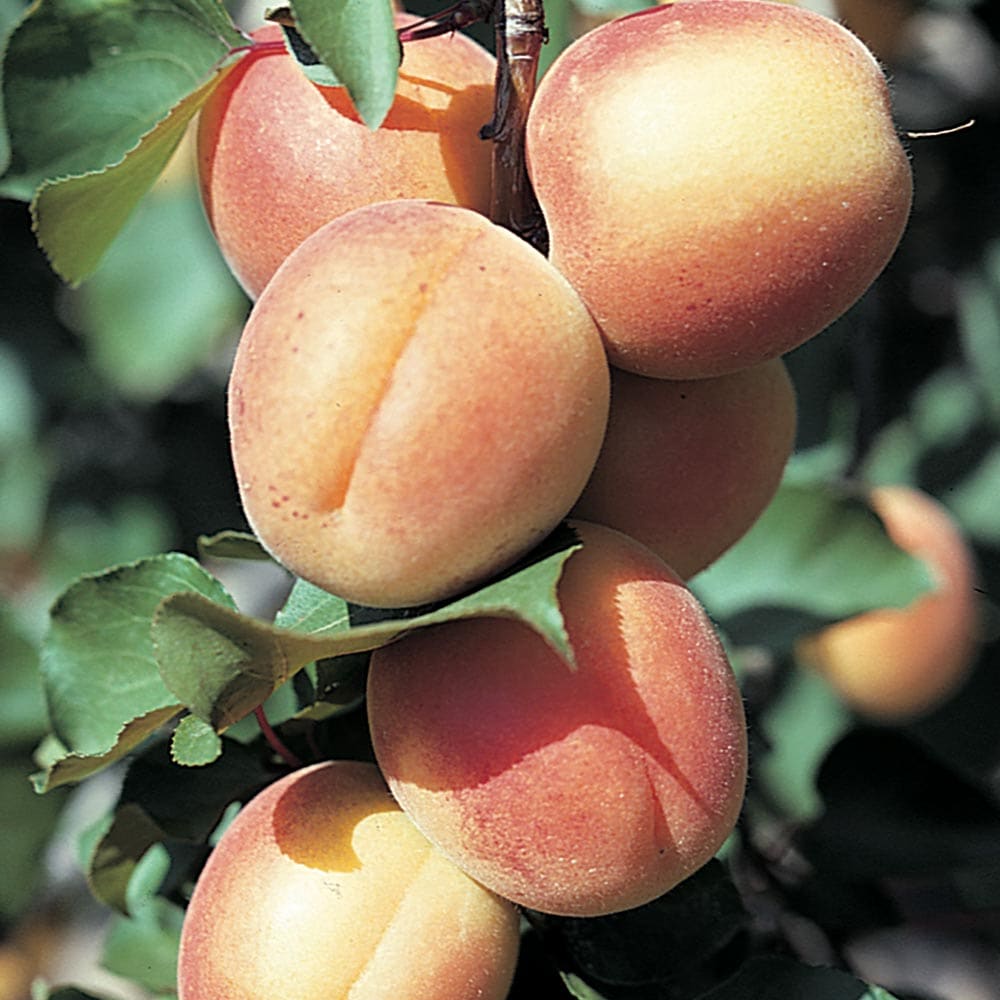 アンズの苗木 平和【果樹苗／12cmポット接木苗／1個】｜ 【植物の