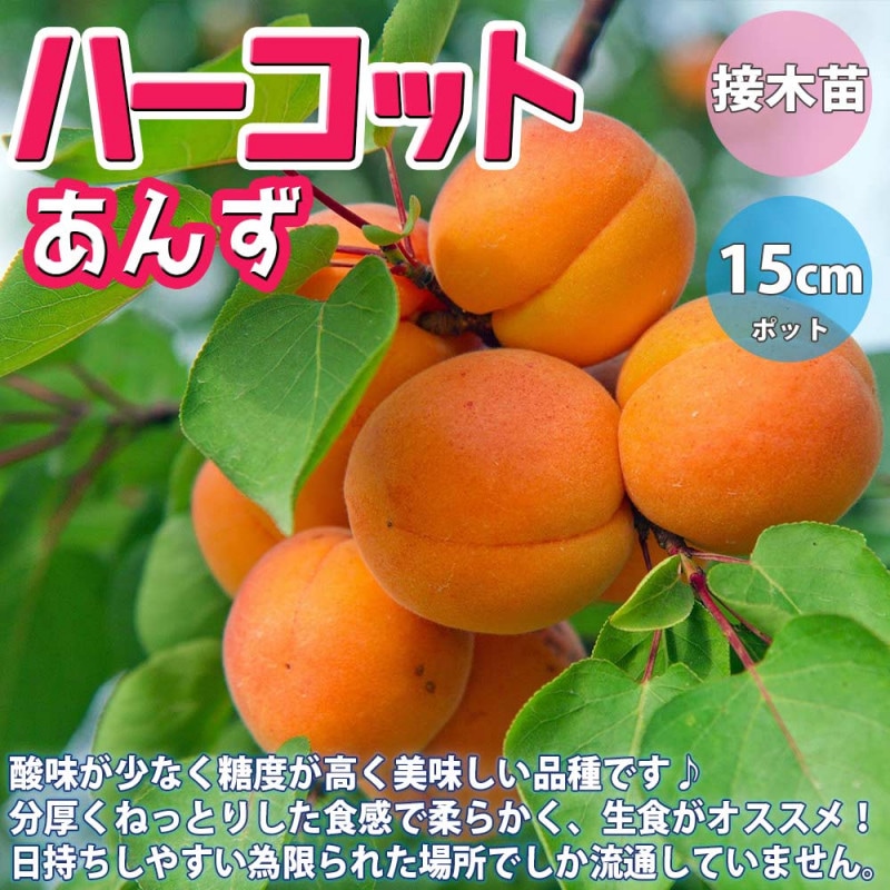 すもも／あんず｜【植物のITANSE】全品送料無料・即出荷!