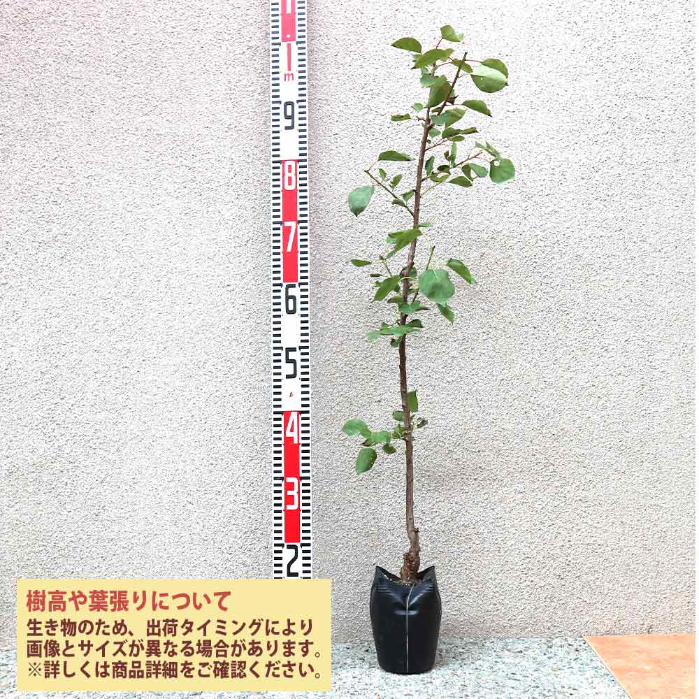 アンズの苗木 ハーコット【果樹苗／12～15cmポット接木苗／1個