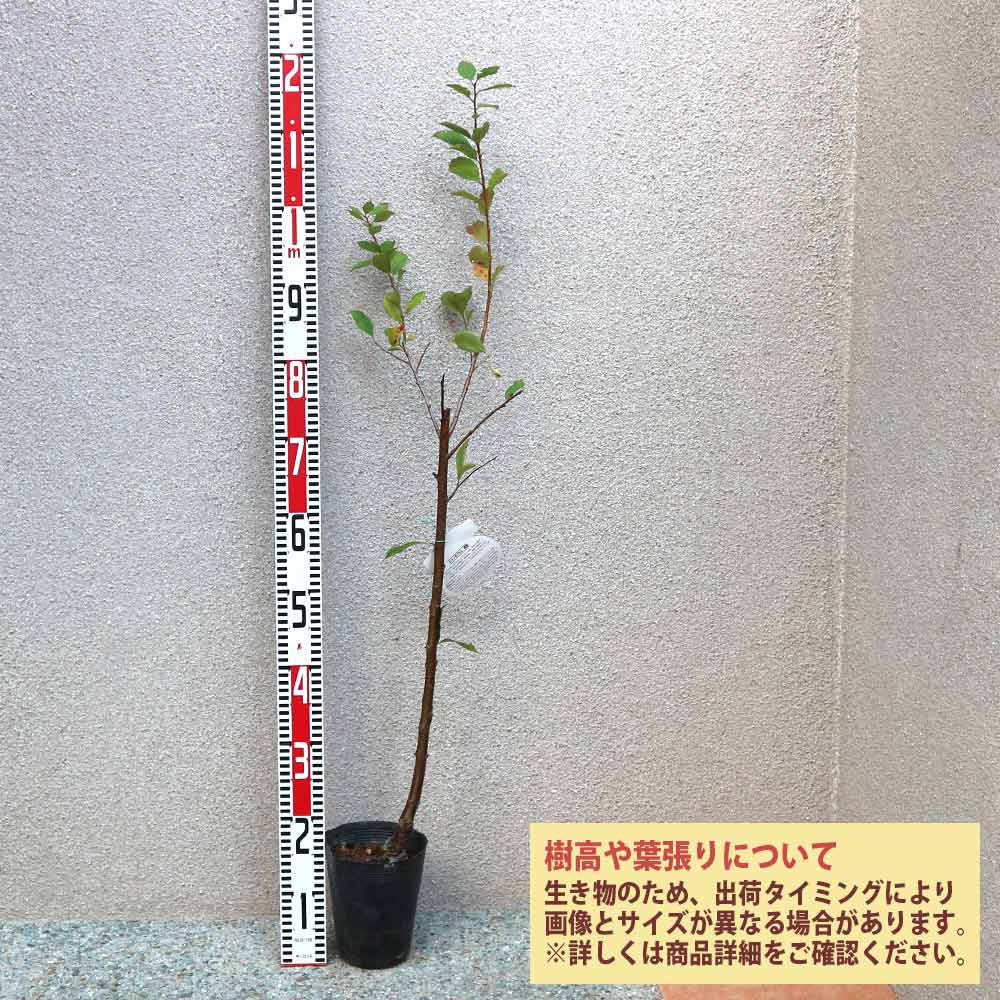 スモモ（現在実つき） 太陽 三年生＆受粉樹 接木苗セット こちらの都合