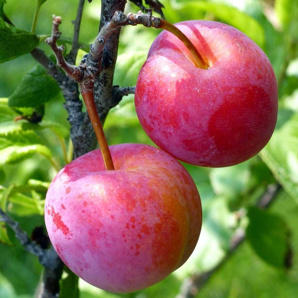 すもも／あんず｜【植物のITANSE】全品送料無料・即出荷!