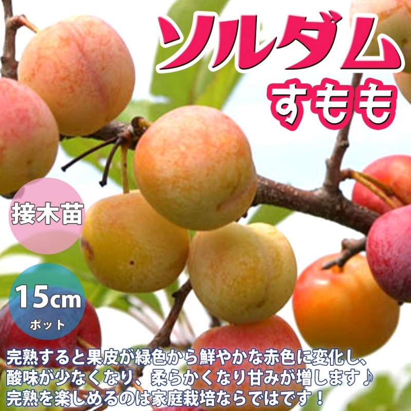 すもも／あんず｜【植物のITANSE】全品送料無料・即出荷!