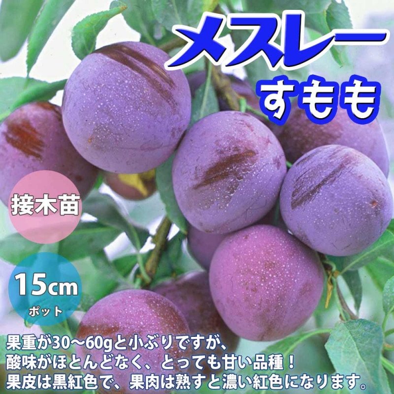 すもも／あんず｜【植物のITANSE】全品送料無料・即出荷!