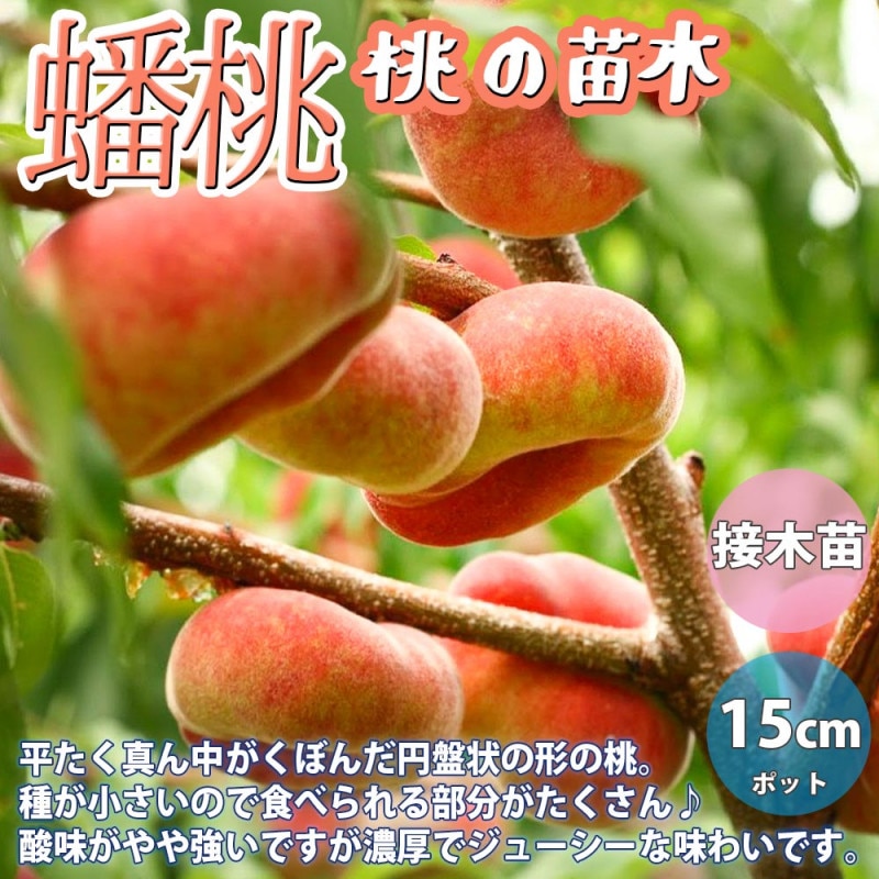 桃の苗木 八重咲蟠桃【果樹の苗木 5号 1 接木苗／1個売り】｜ 【植物