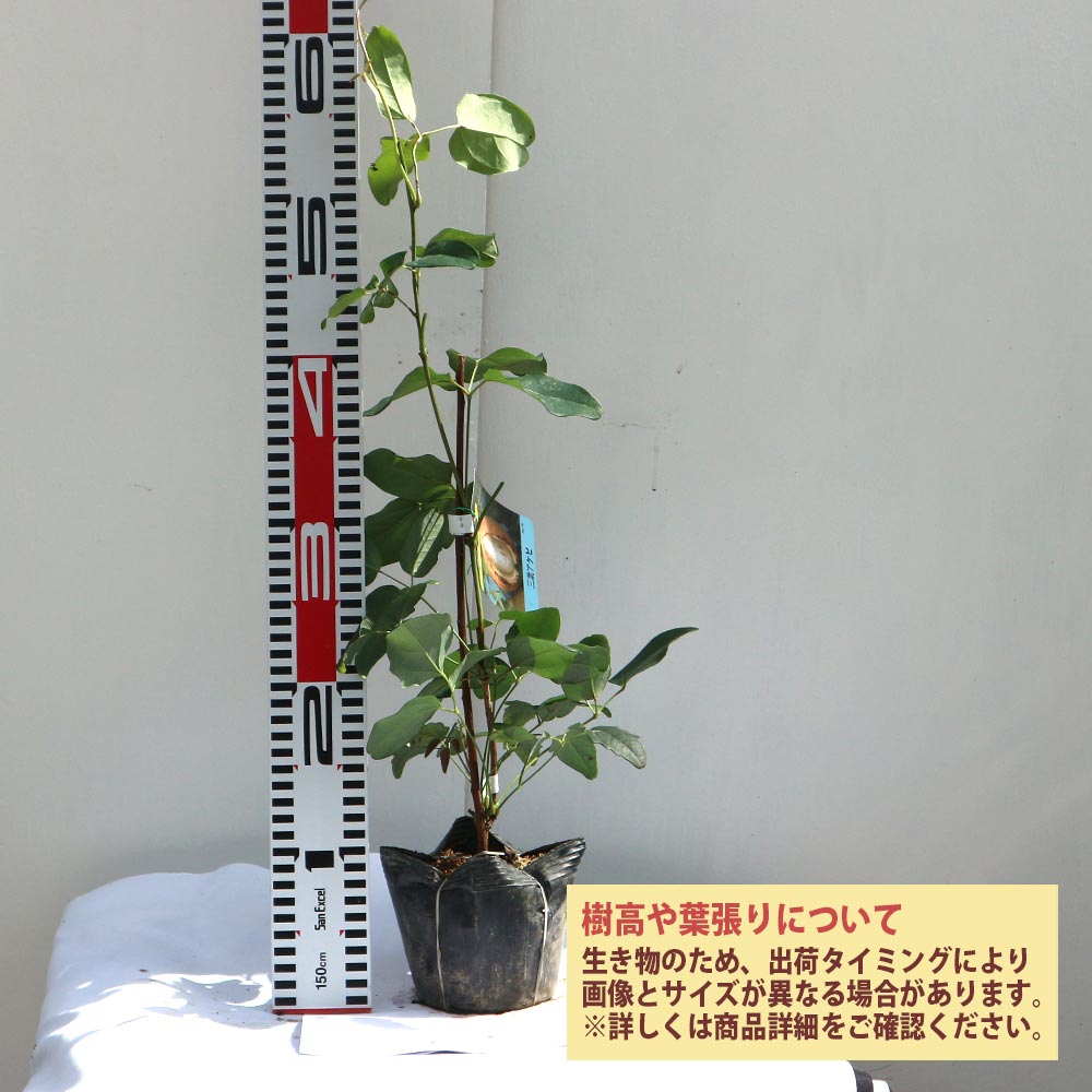 アケビの苗木 三葉【果樹苗 2年生 挿木苗12cmポット／1個】｜ 【植物の