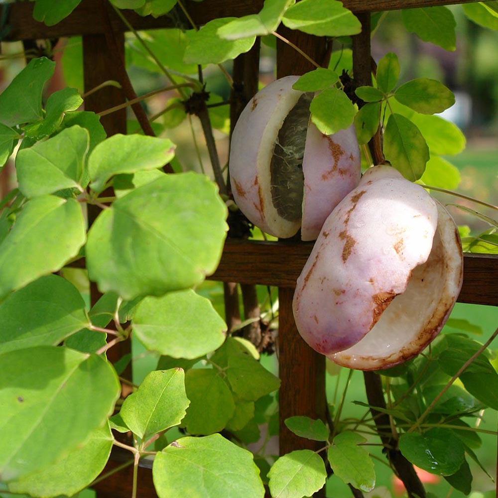 アケビの苗木 三葉【果樹苗 2年生 挿木苗12cmポット／1個】｜ 【植物の