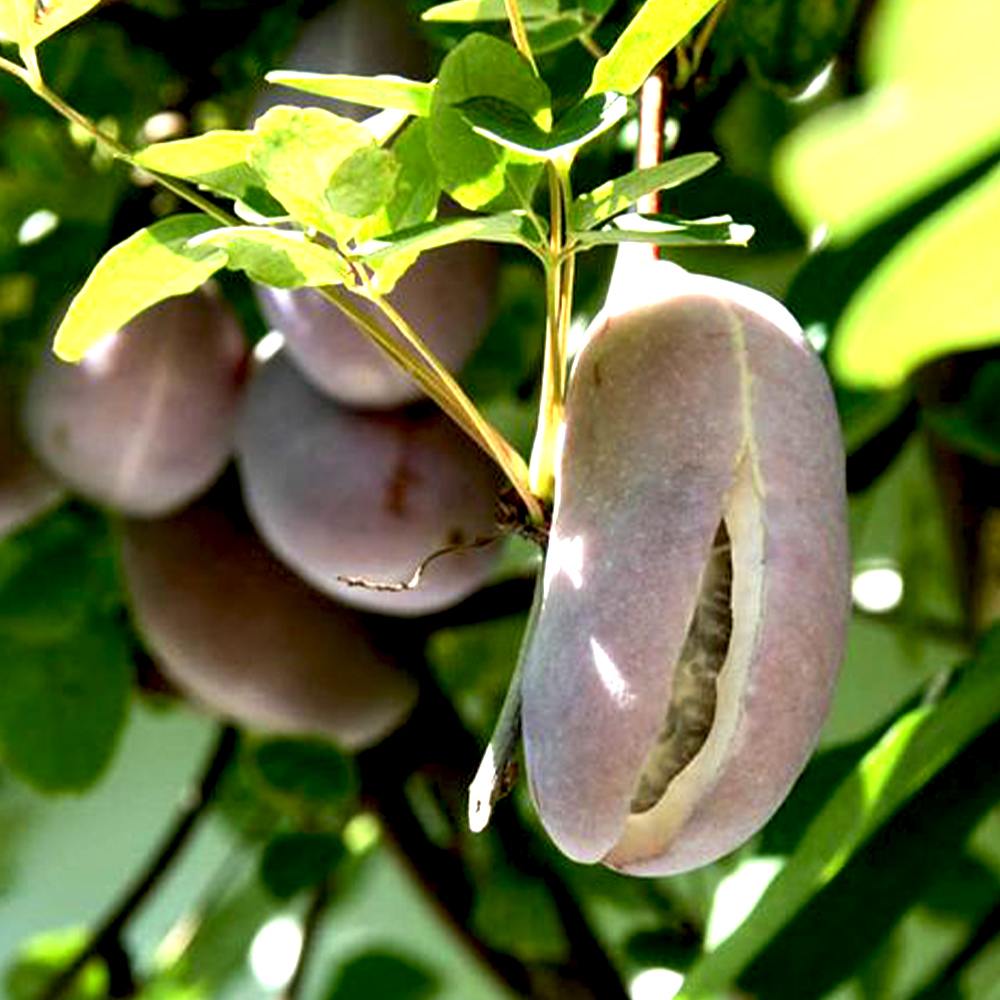 アケビの苗木 三葉【果樹苗 2年生 挿木苗12cmポット／1個】