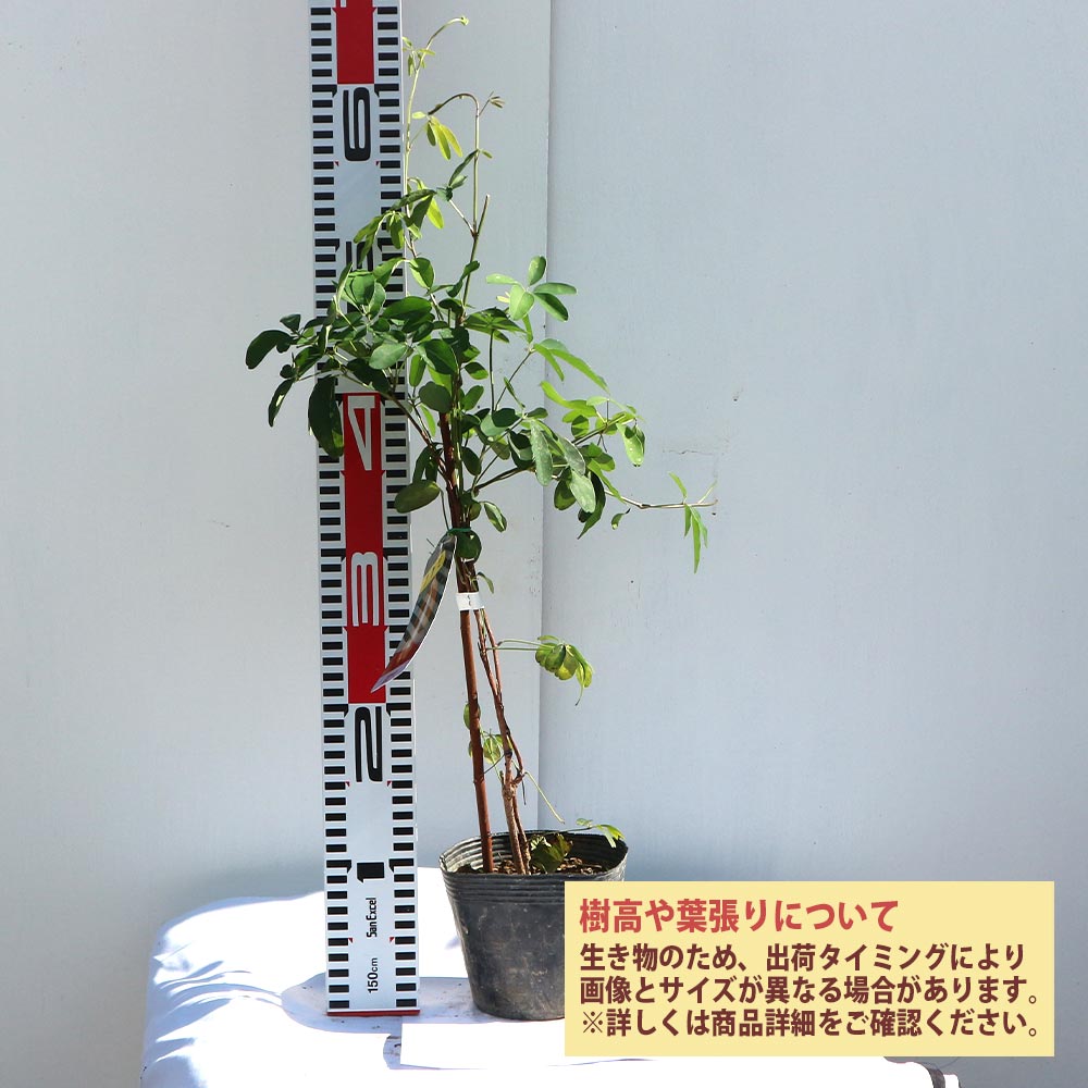 アケビの苗木 五葉【果樹苗 2年生 挿木苗12cmポット／1個】｜ 【植物の