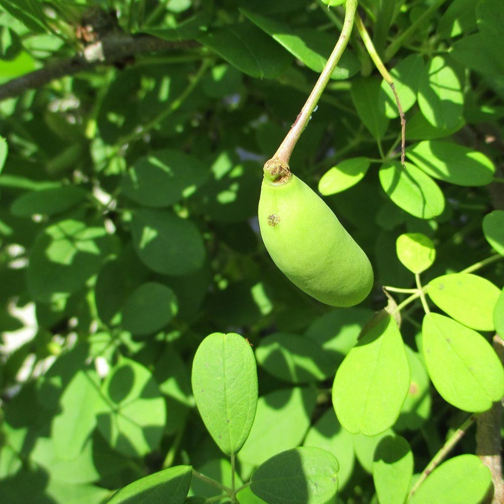 ［確認用］　アケビ　実生苗 実生確認用 確認用］ アケビ 実生苗