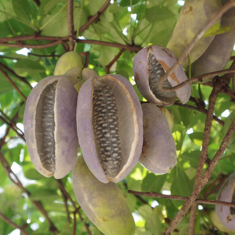 タイムセール値下げ　アビウ苗　特選実生 タイムセール値下げ アビウ苗 特選実生 タイムセール値下げ アビウ苗