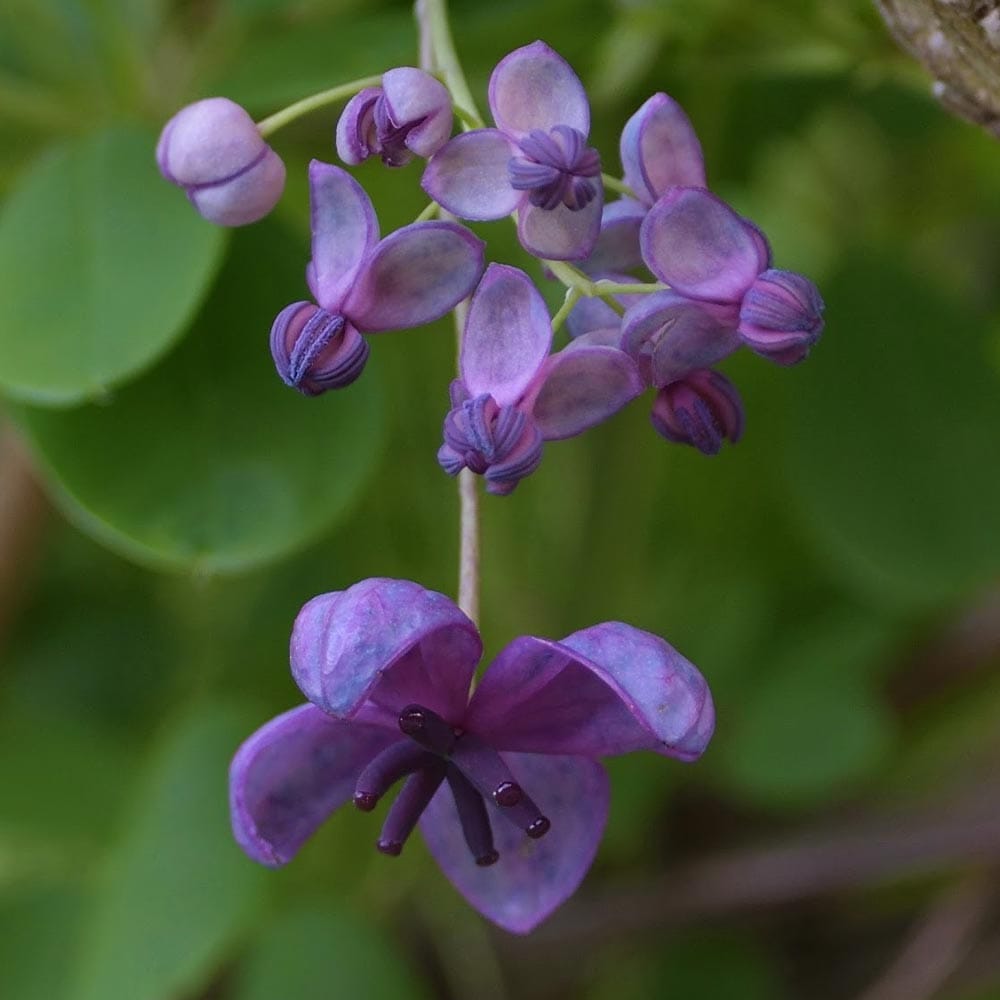 アケビの苗木 紫アケビ【果樹苗 2年生 挿木苗12cmポット／1個