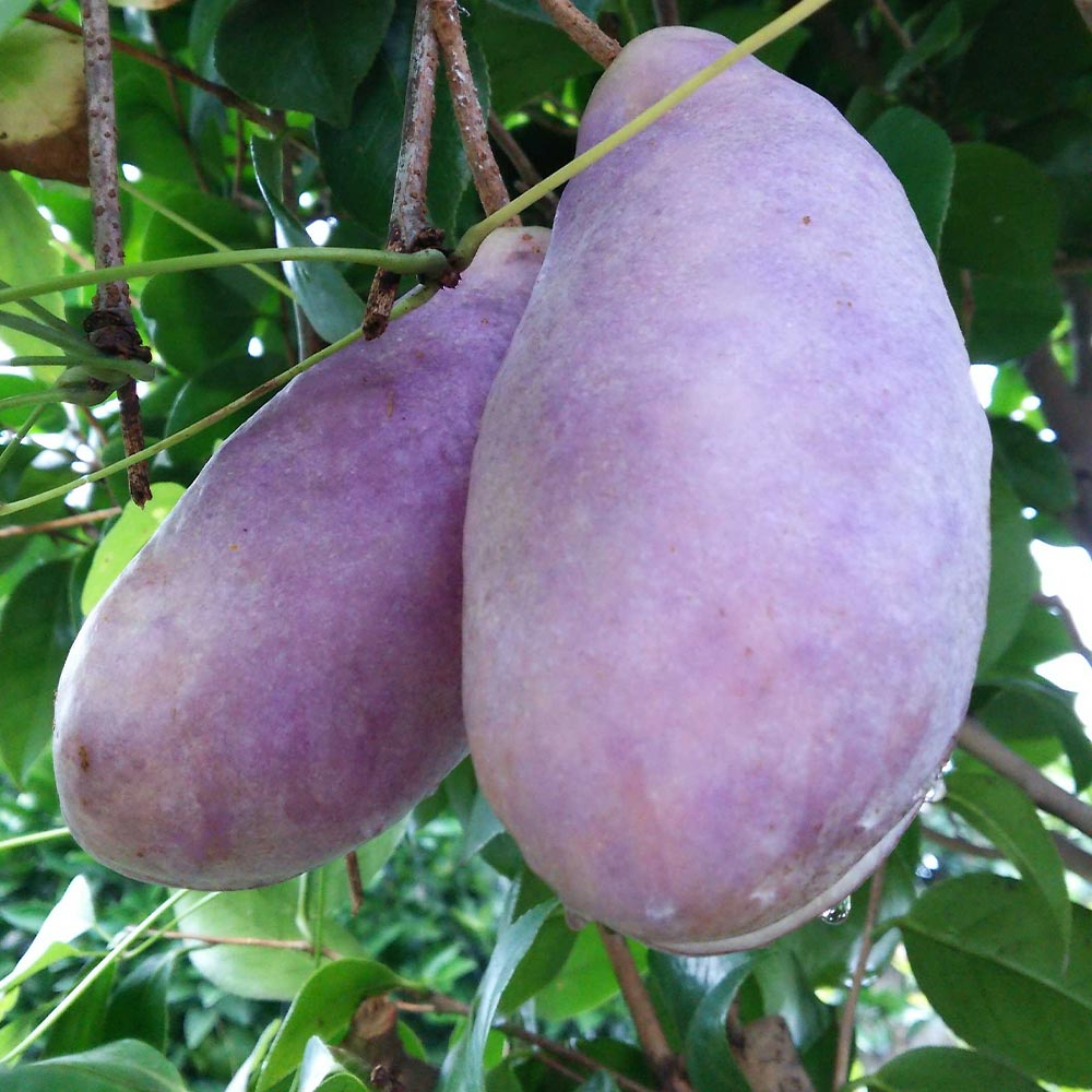 アケビの苗木 紫アケビ【果樹苗 2年生 挿木苗12cmポット／1個