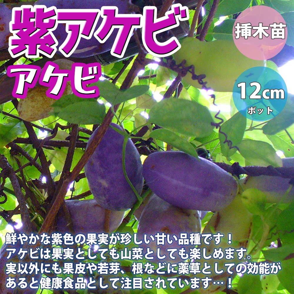 Itanse良品セレクト通販 Itanse良品セレクト通販