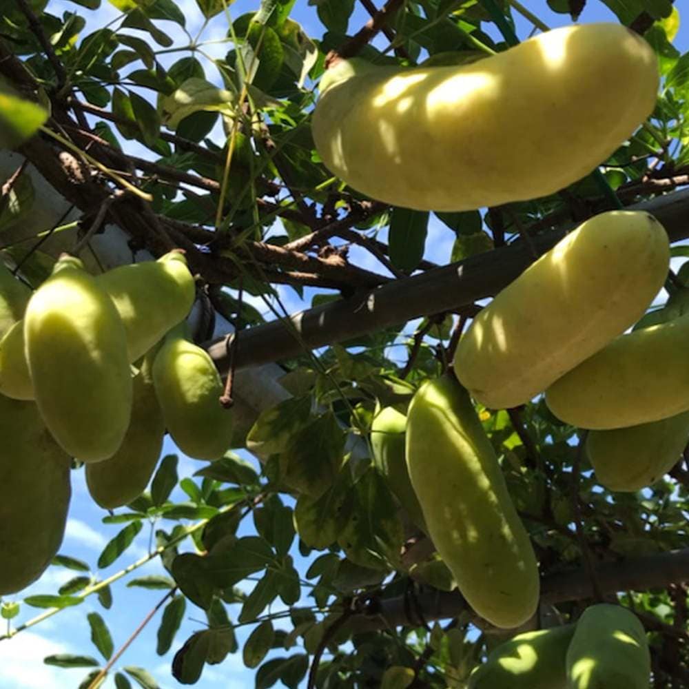 アケビの苗木 バナナアケビ【果樹苗 2年生 挿木苗12cmポット／1個】