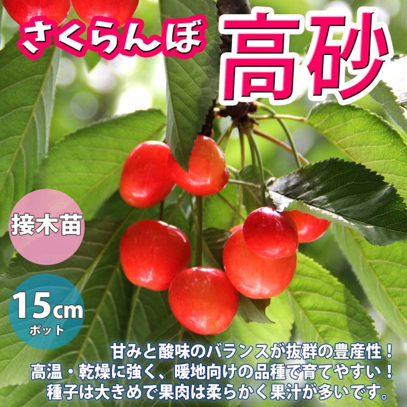 サクランボ 苗木　ナポレオン　１.7メートル健康な果樹の若木 サクランボ 苗木 ナポレオン 1.7メートル健康な果樹の若木