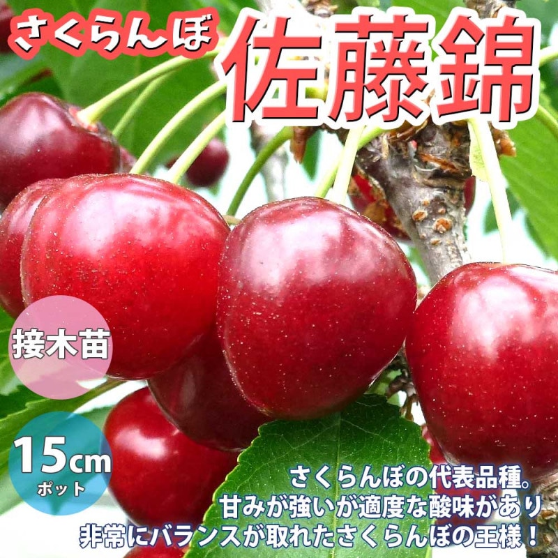 さくらんぼの苗木 ナポレオン【果樹苗 2年生 接木苗12～15cmポット／1