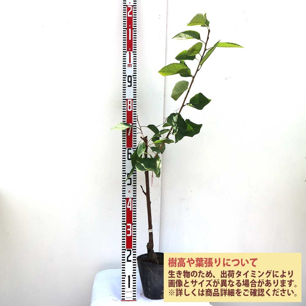 さくらんぼの苗木 ナポレオン【果樹苗 2年生 接木苗12～15cmポット／1