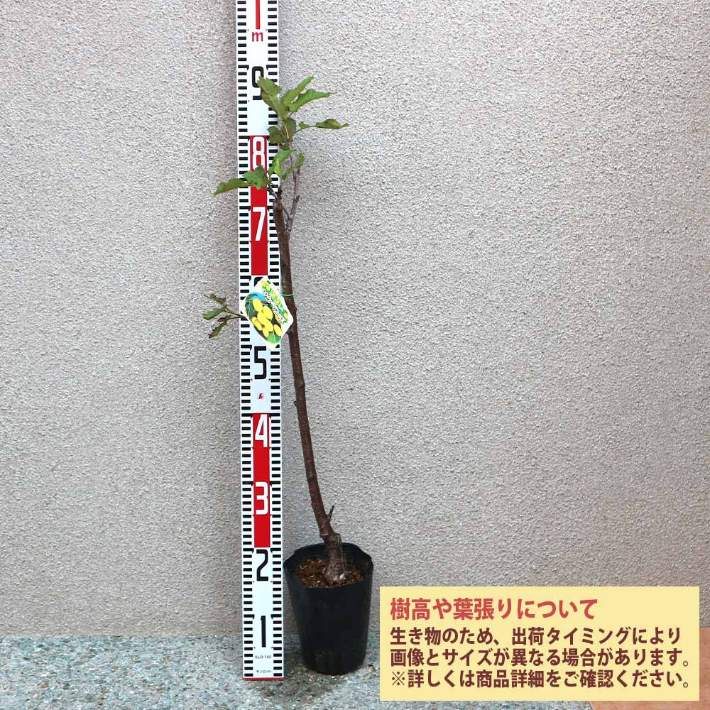 さくらんぼの苗木 黄色いサクランボ【果樹苗 2年生 接木苗12～15cm