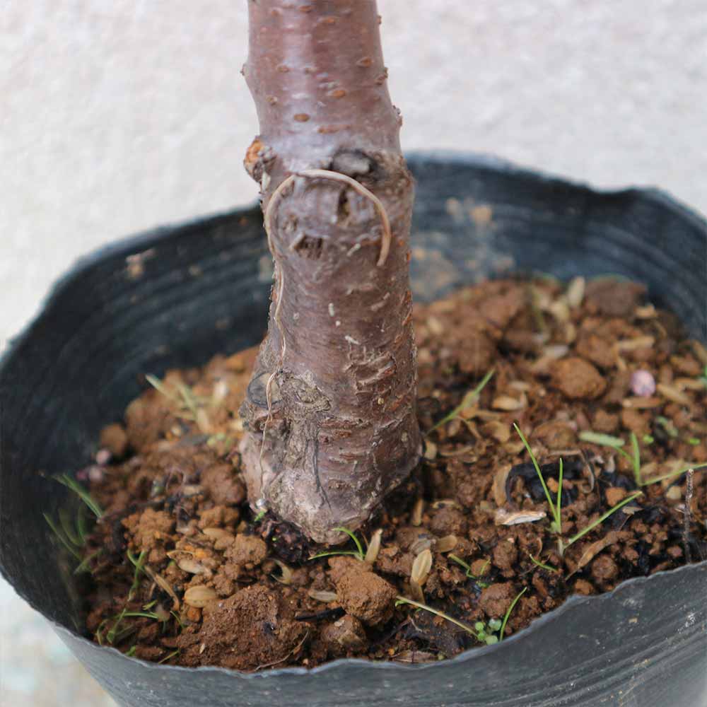 さくらんぼの苗木 黄色いサクランボ【果樹苗 2年生 接木苗12～15cm