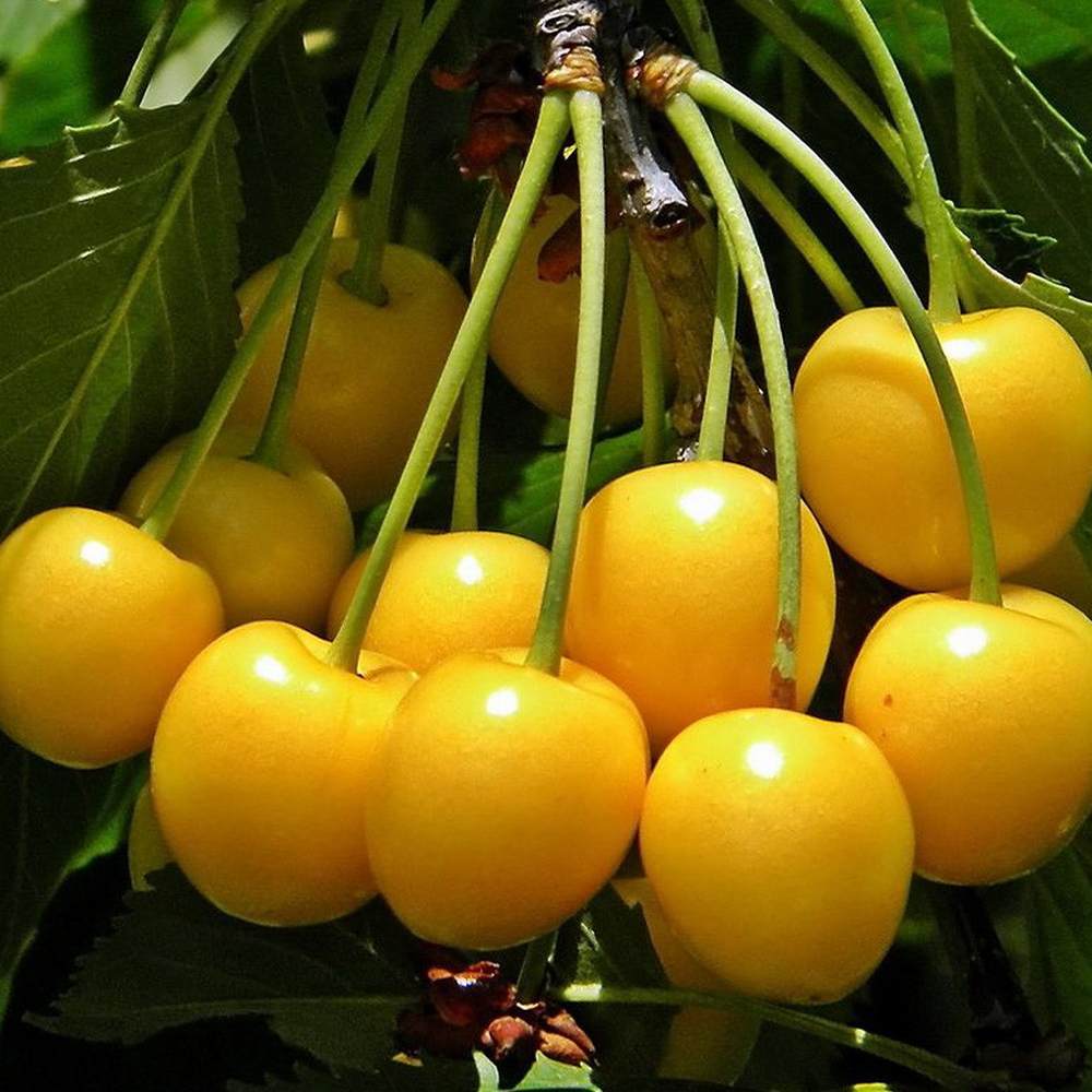 さくらんぼの苗木 黄色いサクランボ【果樹苗 2年生 接木苗12～15cmポット／1個】