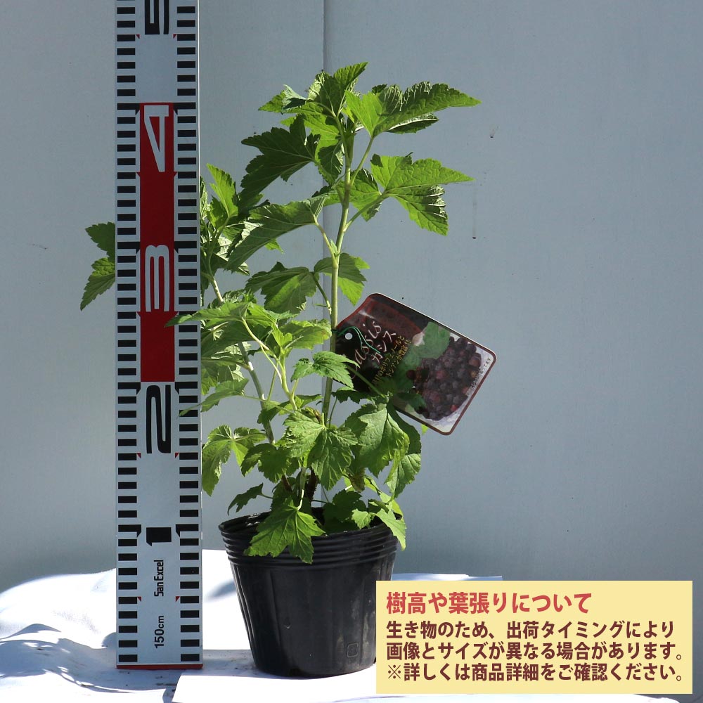 カシス ブラックカーラント大苗 希少 ベリーの木 健康と美容をサポート果樹苗木 カシス ブラックカーラント大苗 希少 ベリーの木 健康と美容をサポート