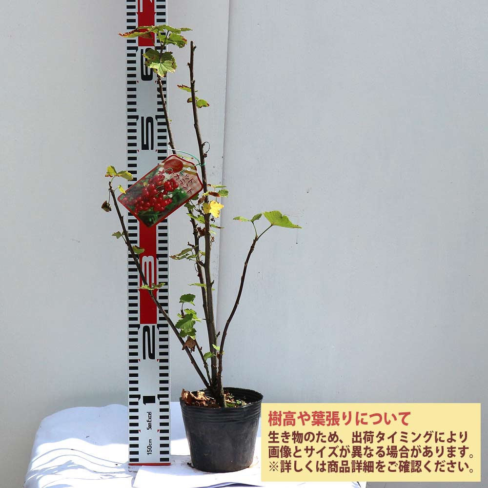 カシスの苗木 レッドカラント【果樹苗 2年生 挿木苗12cmポット／1個